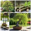 Hey Dina Willow Bonsai Tree - Thick Trunk Cutting, Fast Growing - Easy Care Indoor/Outdoor Bonsai Living Gift for Beginners or Plant Enthusiasts view 3