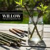Hey Dina Willow Bonsai Tree - Thick Trunk Cutting, Fast Growing - Easy Care Indoor/Outdoor Bonsai Living Gift for Beginners or Plant Enthusiasts view 4
