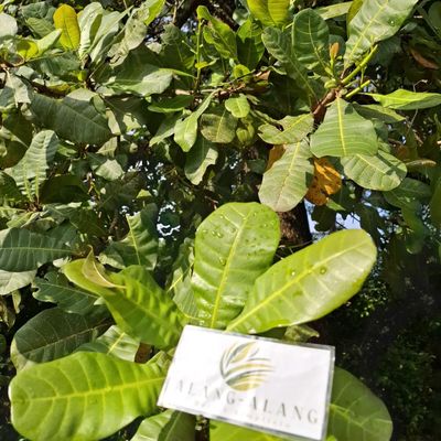 Anacardium occidentale Dried Leaf (80 Gram)