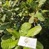Anacardium occidentale Dried Leaf (80 Gram) view 1