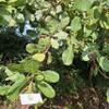 Anacardium occidentale Dried Leaf (80 Gram) view 2