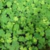 Daun Semanggi - Marsilea crenata Presl Dried Leaf (200 Gram) view 2