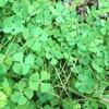 Daun Semanggi - Marsilea crenata Presl Dried Leaf (200 Gram) view 3