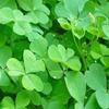 Daun Semanggi - Marsilea crenata Presl Dried Leaf (200 Gram) view 4