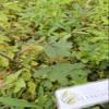 Daun Putri Malu - Mimosa pudica Dried Leaf (450 Gram) view 1