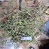 Daun Putri Malu - Mimosa pudica Dried Leaf (450 Gram) view 2