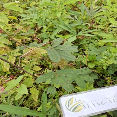 Daun Putri Malu - Mimosa pudica Dried Leaf (900 Gram)