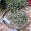 Daun Putri Malu - Mimosa pudica Dried Leaf (900 Gram) view 3