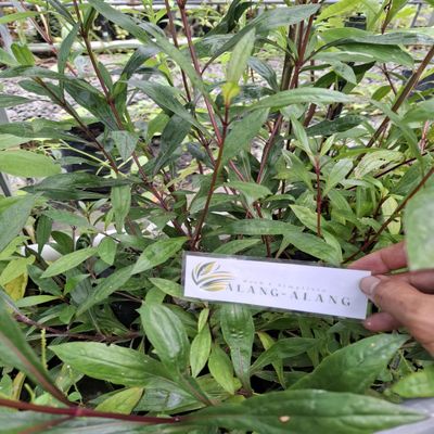 Daun Prasman - Ayapana triplinervis Dried Leaf (900 Gram)