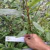 Daun Prasman - Ayapana triplinervis Dried Leaf (900 Gram) view 3