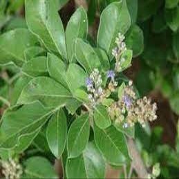 Daun Legundi - Vitex trifolia Dried Leaf (900 Gram)