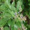 Daun Legundi - Vitex trifolia Dried Leaf (900 Gram) view 1