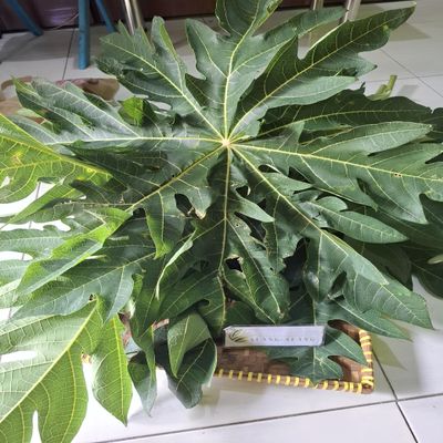 Daun Pepaya - Carica papaya Dried Leaf (80 Gram)