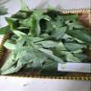 Daun Pepaya - Carica papaya Dried Leaf (80 Gram) view 3