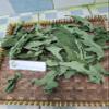 Daun Pepaya - Carica papaya Dried Leaf (80 Gram) view 4