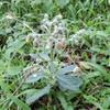 Daun Sembung Kuwuk - Blumea lacera Dried Leaf (200 Gram) view 1