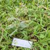 Daun Sembung Kuwuk - Blumea lacera Dried Leaf (200 Gram) view 2