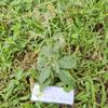 Daun Sembung Kuwuk - Blumea lacera Dried Leaf (200 Gram) view 3