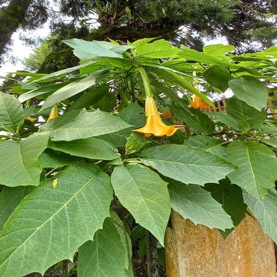 Daun Bunga Terompet - Brugmansia Suaveolens Dried Leaf (900 Gram)