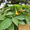 Daun Bunga Terompet - Brugmansia Suaveolens Dried Leaf (900 Gram) view 1