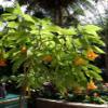 Daun Bunga Terompet - Brugmansia Suaveolens Dried Leaf (900 Gram) view 3
