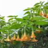 Daun Bunga Terompet - Brugmansia Suaveolens Dried Leaf (200 Gram) view 2