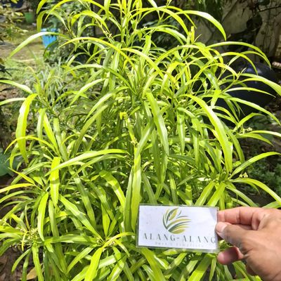 Daun Zodia - Euodia sauveolens Dried Leaf (80 Gram)