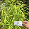 Daun Zodia - Euodia sauveolens Dried Leaf (80 Gram) view 1