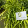Daun Zodia - Euodia sauveolens Dried Leaf (80 Gram) view 2