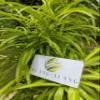 Daun Zodia - Euodia sauveolens Dried Leaf (80 Gram) view 3