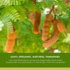 Sweet Tamarind Pods 16 oz Whole Thai Fruit, 100% Natural Dried Tamarindo, Fresh Vegan Snack, Non-GMO & Gluten-Free view 3