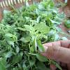 Daun Kemangi - Ocimum basilicum Dried Leaf (80 Gram) view 2