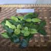 Daun Jeruk Purut - Kaffir Lime - Citrus hystrix Dried Leaf (80 Gram) view 3