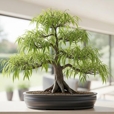 Abbys Willow Bonsai Forest 5 Willow Cuttings Easy-to-Grow, Miniature Trees for Indoor or Outdoor Gardens