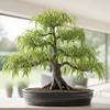 Abbys Willow Bonsai Forest 5 Willow Cuttings Easy-to-Grow, Miniature Trees for Indoor or Outdoor Gardens view 1