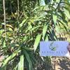Daun Suji - Dracaena Angustifolia Dried Leaf (200 Gram) view 1