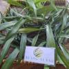 Daun Suji - Dracaena Angustifolia Dried Leaf (450 Gram) view 3