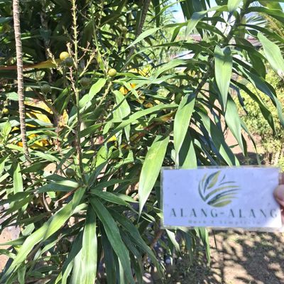 Daun Suji - Dracaena Angustifolia Dried Leaf (80 Gram)