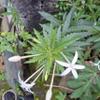 Daun Kitolod - Hippobroma longifora Dried Leaf (80 Gram) view 1