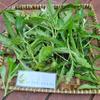 Daun Kitolod - Hippobroma longifora Dried Leaf (80 Gram) view 3