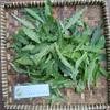 Daun Kitolod - Hippobroma longifora Dried Leaf (80 Gram) view 4