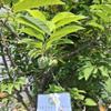 Daun Srikaya - Annona squamosa Dried Leaf (900 Gram) view 3
