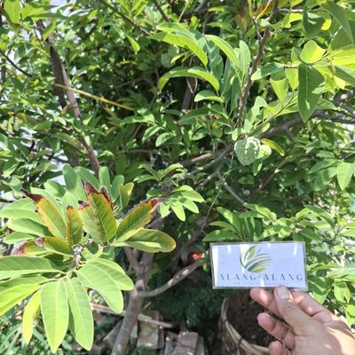 Daun Srikaya - Annona squamosa Dried Leaf (80 Gram)
