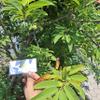 Daun Srikaya - Annona squamosa Dried Leaf (80 Gram) view 2