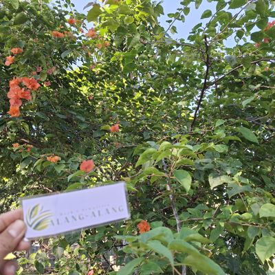Daun Bugenvil - Bougainvillea glabra Dried Leaf (80 Gram)