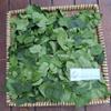 Daun Bugenvil - Bougainvillea glabra Dried Leaf (80 Gram) view 2