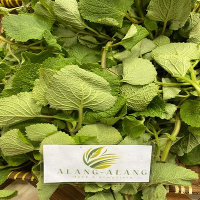 Daun Torbangun - Coleus amboinicus Lour Dried Leaf (450 Gram)