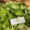 Daun Torbangun - Coleus amboinicus Lour Dried Leaf (450 Gram) view 2