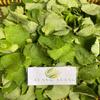 Daun Torbangun - Coleus amboinicus Lour Dried Leaf (450 Gram) view 3