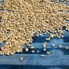 Fus Light 100% Genuine Grade 1 Jamaican Blue Mountain Green Coffee Beans Unroasted Arabica Typica - Premium Quality, JACRA Certified and Sourced from Jamaicas Finest Coffee Estates - 33LB Barrel view 3